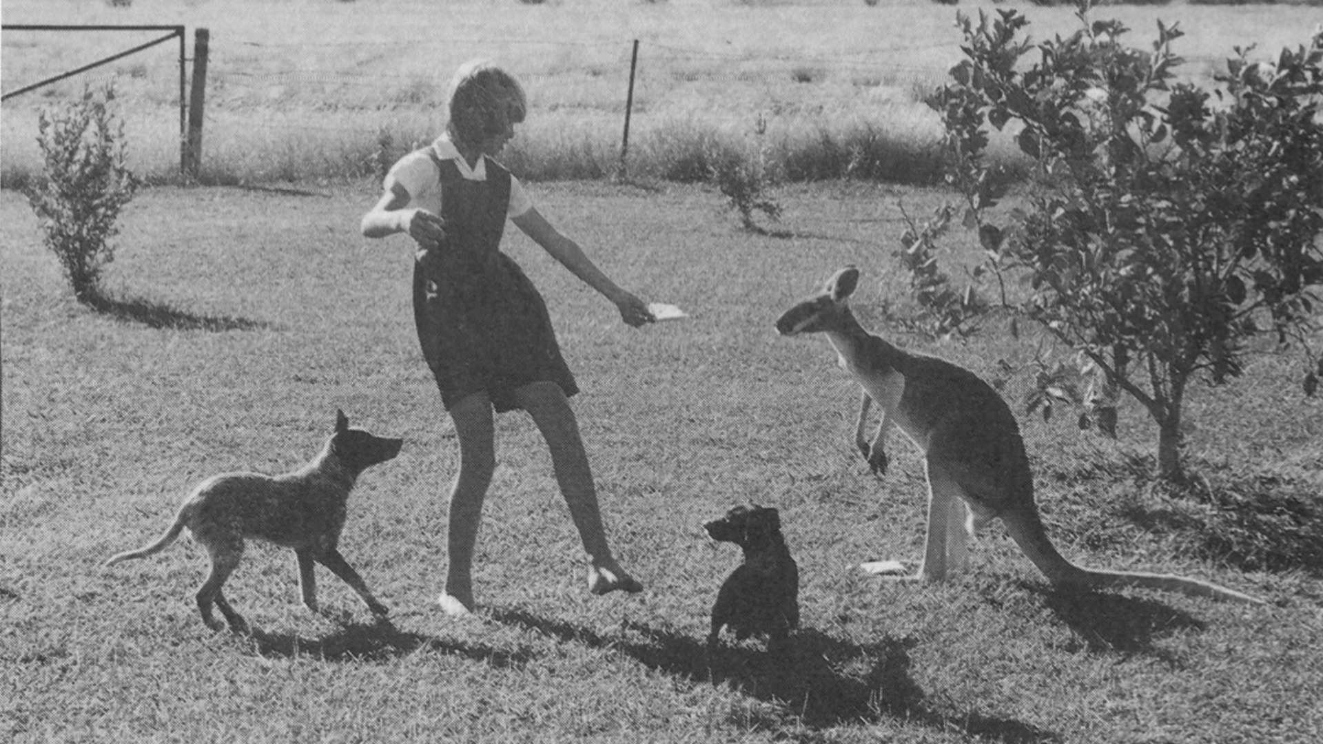 Les Juifs d'Australie, au bout du monde poster