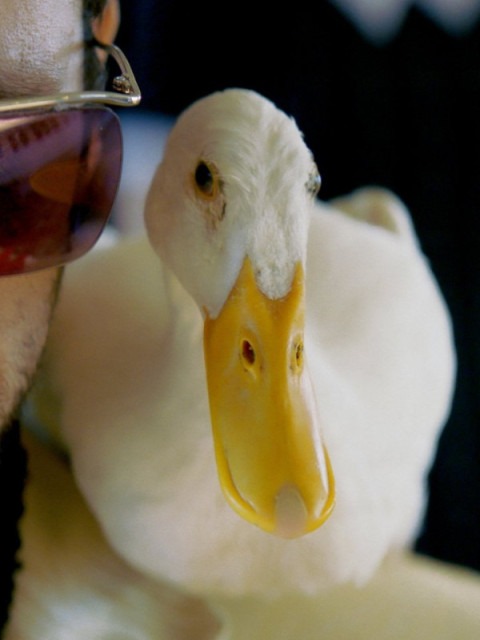  Yes, de Nadav Lapid thumbnail